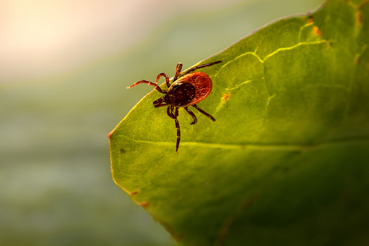 A tick on a leaf