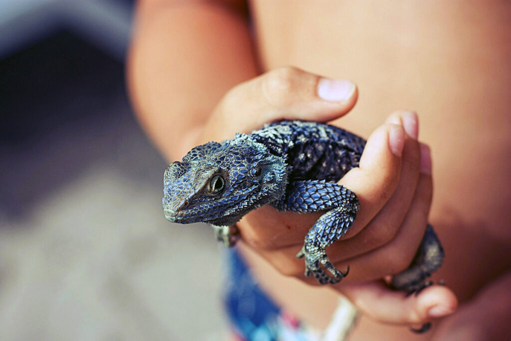 A kid holding a gecko
