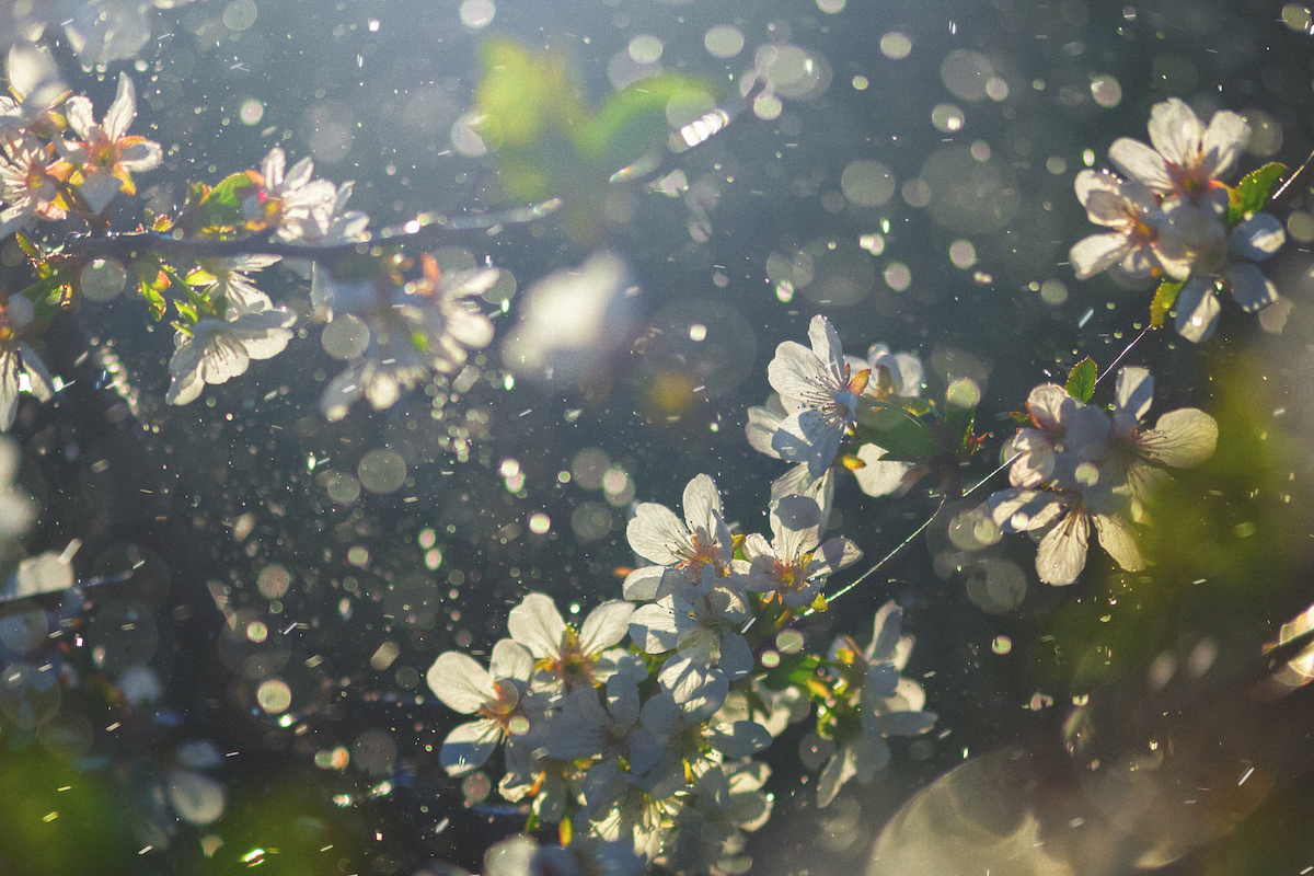 Tree blossoms in the spring surrounded by sunshine and pollen.