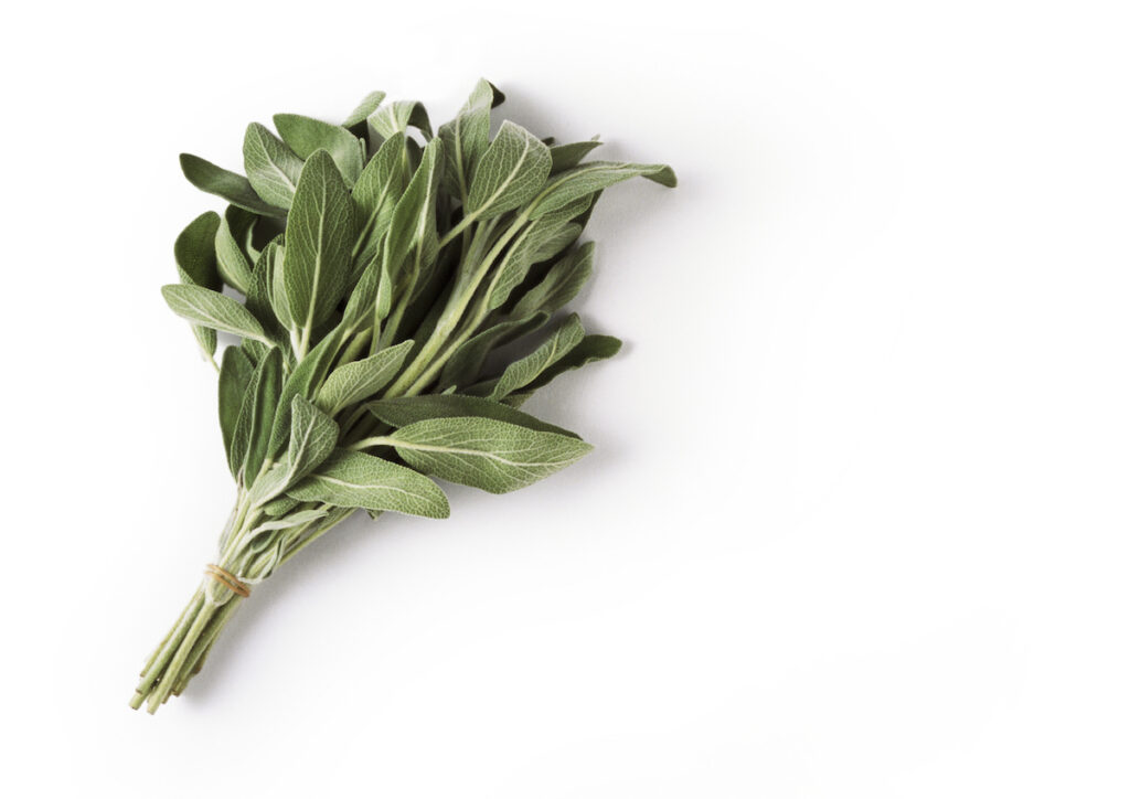 A bundle of fresh sage on a white background.