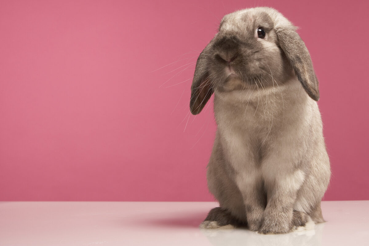A brown rabbit sitting against a pink background.