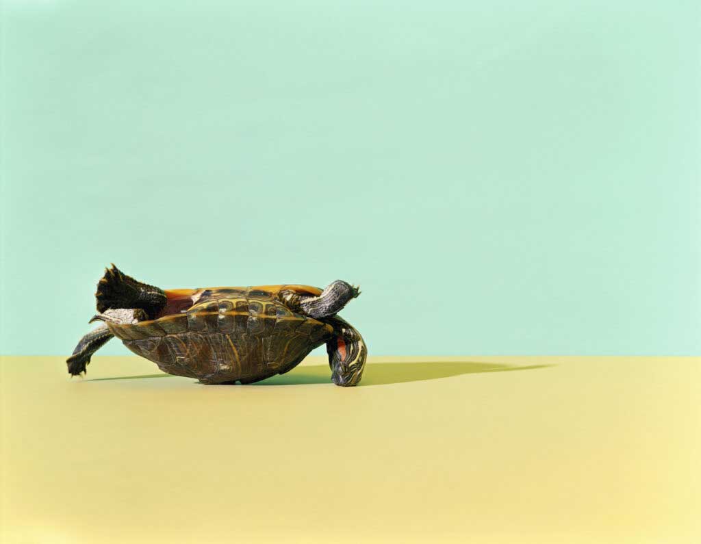 A turtle with its head upside is stick on its back on a yellow and green background.