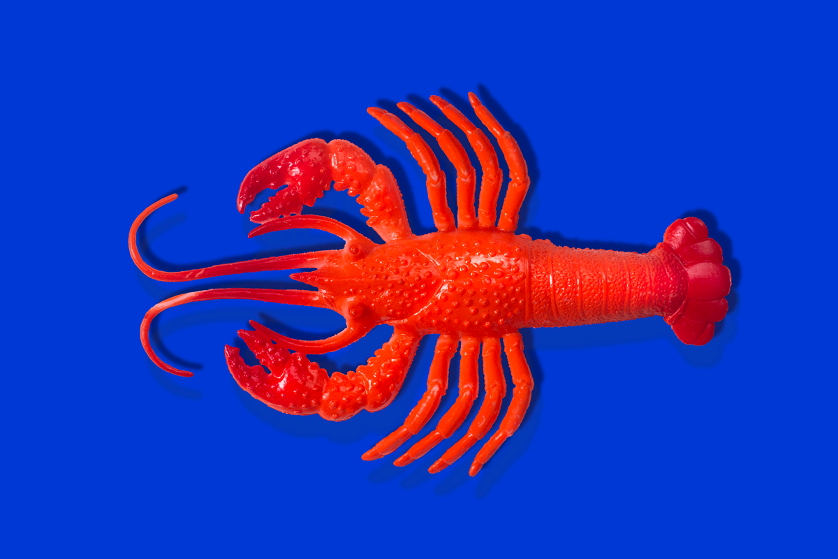 A red rubber lobster is seen on a blue background.