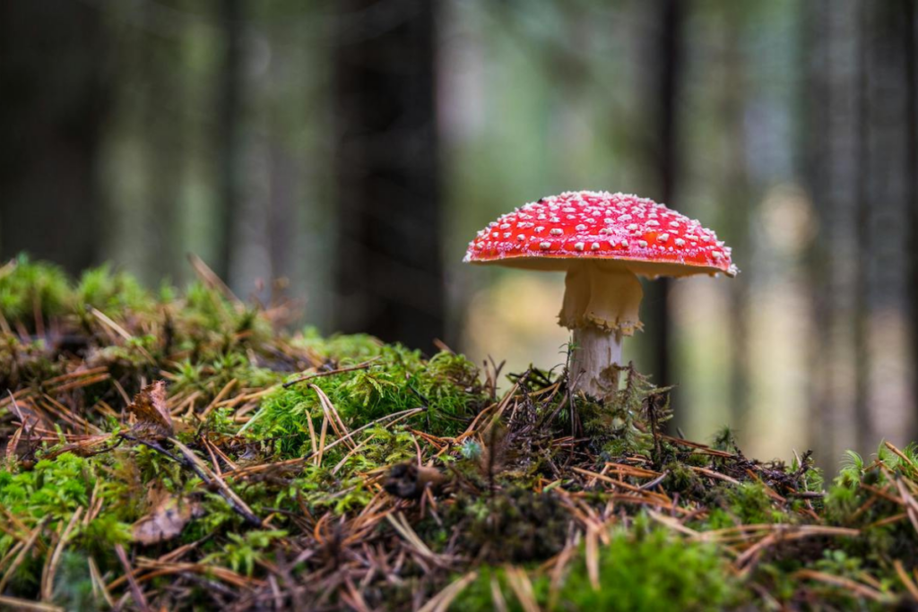 Magic mushroom in forest.