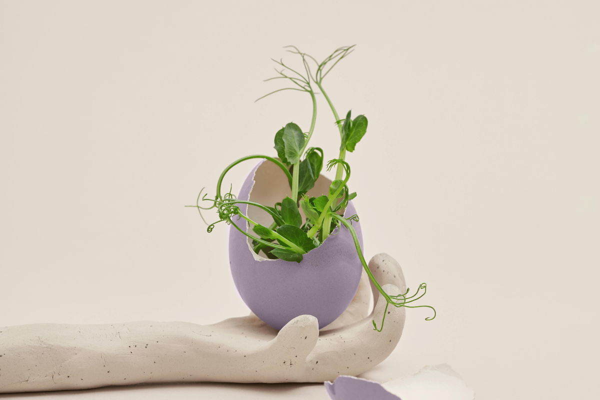 A sprout coming out of purple egg shell