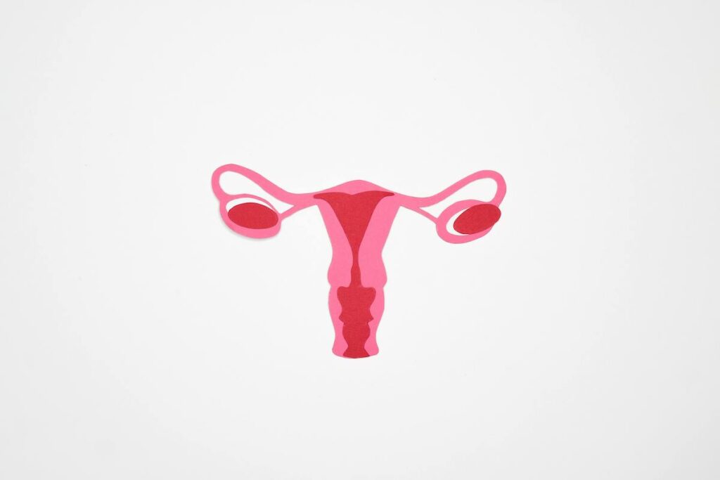 An illustration of a uterus